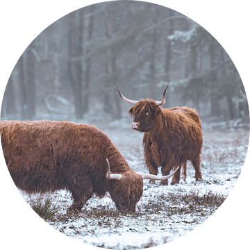 Portret van een Schotse Hooglander in de sneeuw in de winter van Sjoerd van der Wal Fotografie