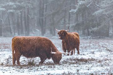 Portret van een Schotse Hooglander in de sneeuw in de winter van Sjoerd van der Wal Fotografie