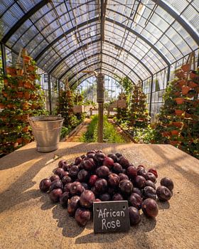 Das Gewächshaus im Weingut Babylon's Tower