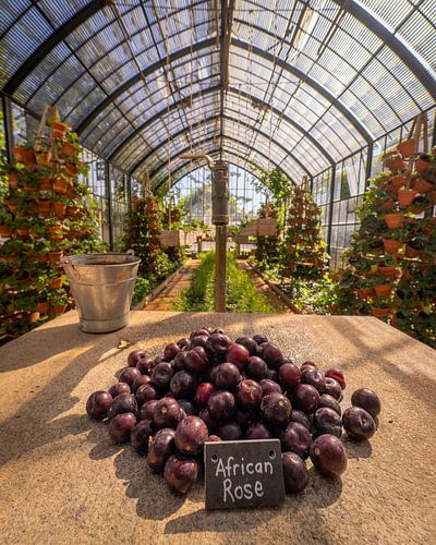 Das Gewächshaus im Weingut Babylon's Tower