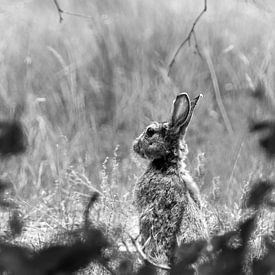 Kaninchen, Hase, Säugetier, Wildtiere, Natur, Frühling, Fotografie, Waldbewohner von Maartje van Tilborg