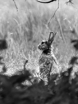 Kaninchen, Hase, Säugetier, Wildtiere, Natur, Frühling, Fotografie, Waldbewohner von Maartje van Tilborg