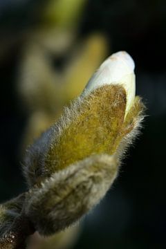 Een bloemknop van een magnolia van Gerard de Zwaan