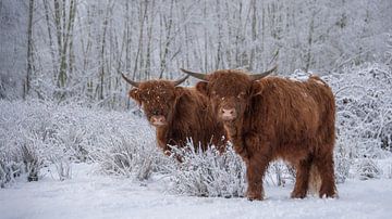 Scottish Highlanders in the snow by Ans Bastiaanssen