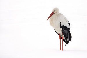 Stork resting in the snow.