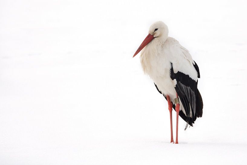 Storch ruht im Schnee.  von Marcel Pietersen