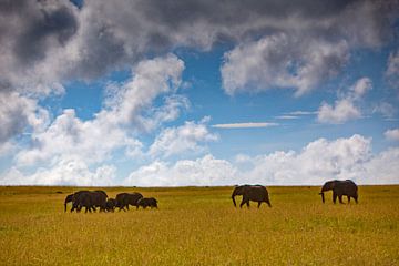Olifanten in de savanne van Peter Michel