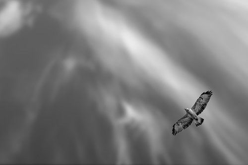 Bussard in de lucht