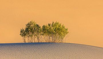 Mesquite Flat Sand Dunes in Death Valley National Park van Henk Meijer Photography