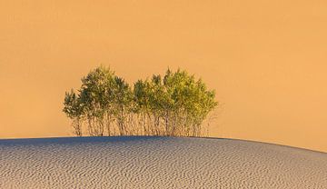 Mesquite Flat Sand Dunes in Death Valley National Park