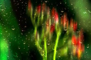Blumen durch ein regnerisches Fenster