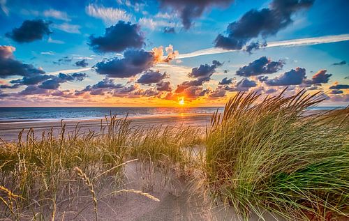 Summer Beach July - Hollandse Duinen