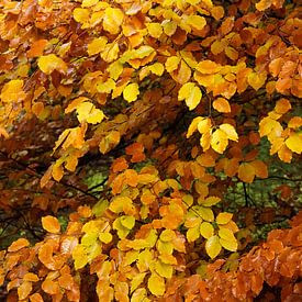 Glänzendes Herbstwetter von Arie Visser