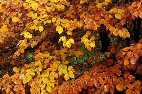 Shining autumn weather