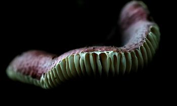 Russula gegen Schwarz