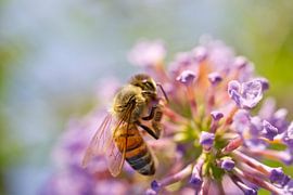Honeybee sur fleur de bush pourpre papillon