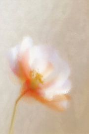 Bloem in Poederzacht Licht