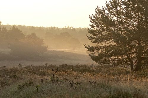 Forest with mist on the field and between the trees