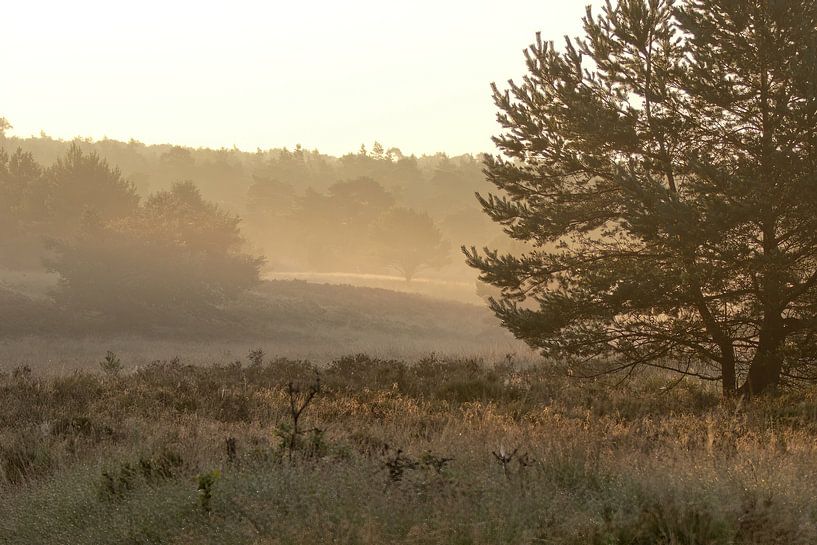 Forêt avec de la brume sur le terrain et entre les arbres par whmpictures .com