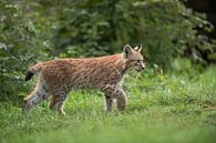 Luchs ( Lynx lynx ), junge Katze verlässt vorsichtig den Wald, um auf eine Wiese zu laufen von wunderbare Erde Miniaturansicht