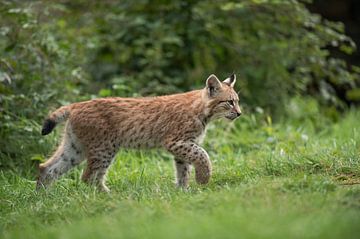 Eurasian Lynx ( Lynx lynx ), young cub, strolls along some bushes, raises its paw, looks concentrate