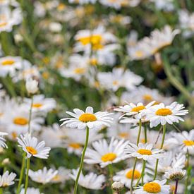 Wild daisies up close by Ruud Morijn