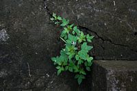 Nature always wins