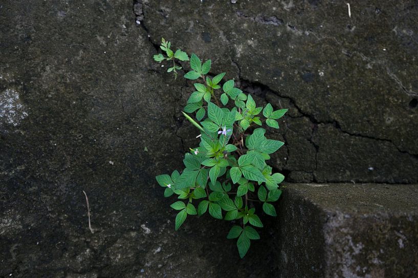 La nature gagne toujours par Martijn Stoppels