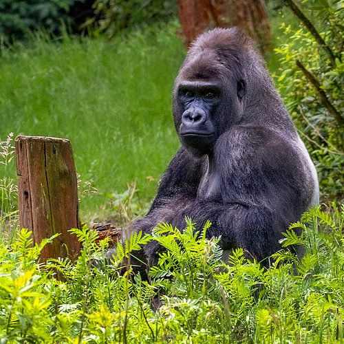 Gorilla