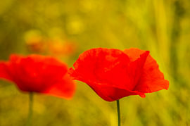 Coquelicot à contre-jour devant une prairie à feuillage caduc, gros plan sur Laura Georgi Tier- und Ladschaftsfotografie