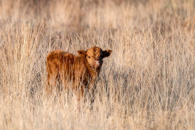 Scottish Highlander calf by Albert Beukhof
