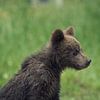 Jonge wilde bruine beer van JNphotography