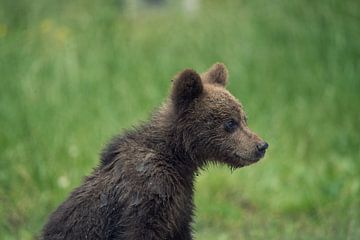 Young wild brown bear