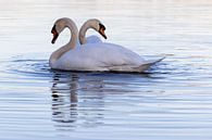 Schwäne im Wasser von Andreas Müller Miniaturansicht