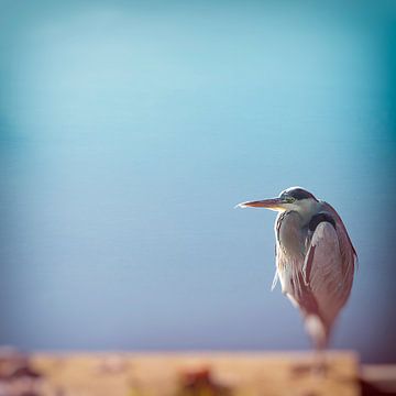grey heron by Harald lakerveld