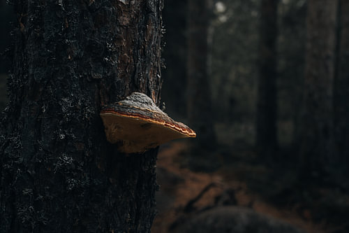 La nature sauvage suédoise - Le polypore à bordure rouge dans la forêt sombre