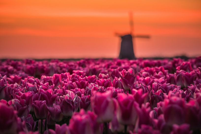 Tulpenveld voor de Molen by peterheinspictures