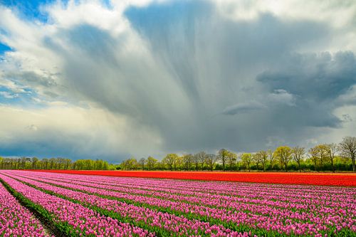 Tulpen in bloei in een veld tijdens de lente