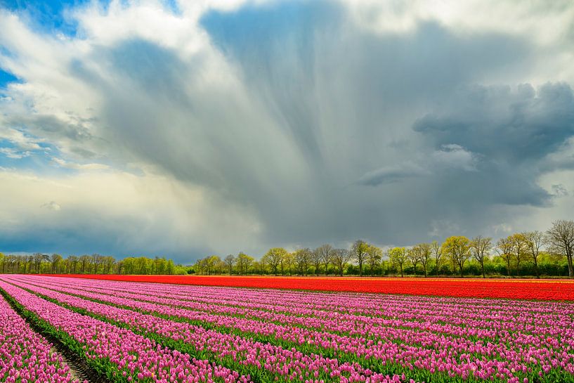 Tulips blooming in a field during springtime by Sjoerd van der Wal Photography