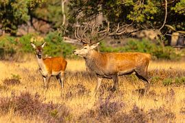 Red deer on the Hoge Veluwe, Netherlands