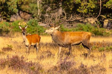 Cerf rouge sur le Hoge Veluwe, Pays-Bas sur Gert Hilbink