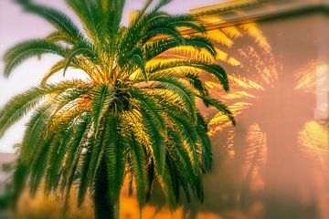 palm garden by Uwe Merkel