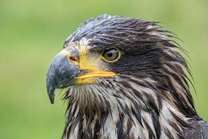 Amerikanischer Seeadler von Tanja van Beuningen