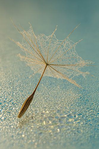 In het licht: Een pluisje liggend om een waterige ondergrond