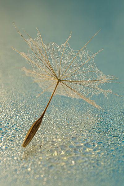 In the light: A fluff lying around a watery surface by Marjolijn van den Berg