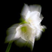 White flower