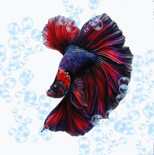 Siamese Kempvis.(Betta splendens)