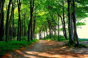 Dans la forêt côtière clairsemée