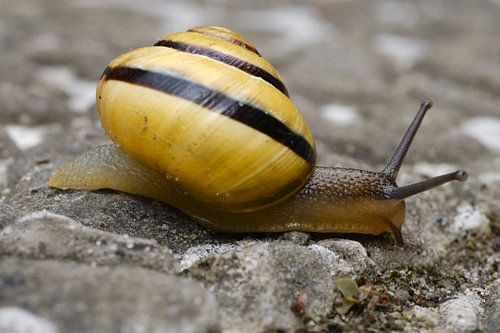 Garden snail from the side