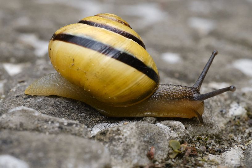 Garden snail from the side by Pascal Muller